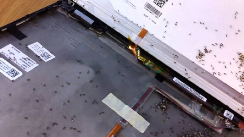 Cách sửa loa máy tính bị rè khi kiến lửa làm tổ sinh sống